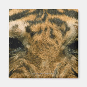 Aimant Tiger