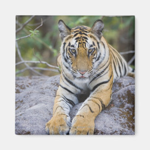 Aimant Tiger cub, Bandhavgarh National Park, India