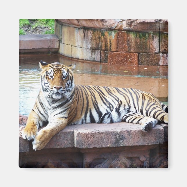 Aimant Tigre (Devant)