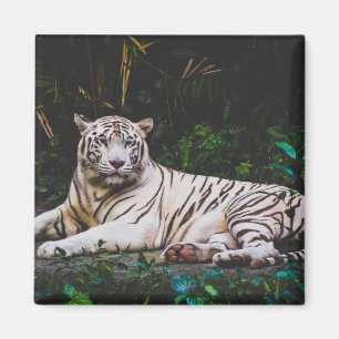 Aimant Tigre