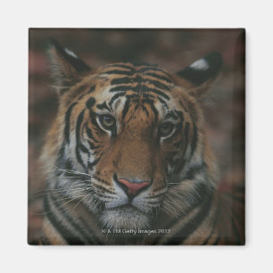 Aimant Tigre CUB
