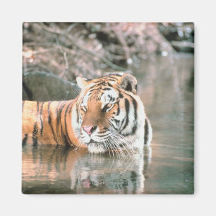 Aimant Tigre dans le courant