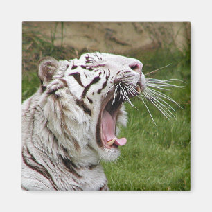 Aimant tigre de baîllement