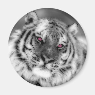 Aimant Tigre observé par rose