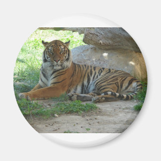 Aimant Tigre, Royal Bengal Tiger