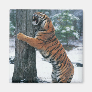 Aimant Tigre sibérien (altaica du Tigre de Panthera)
