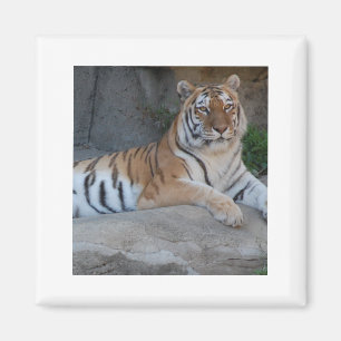 Aimant Tigres du Bengale