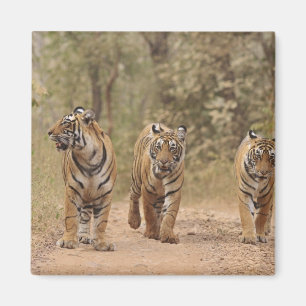 Aimant Tigres royaux du Bengale sur la piste, Ranthambhor