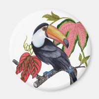Toco Toucan