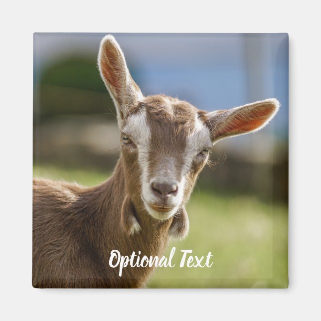 Aimant Toggenburg Dairy Goût Kid (Devant)