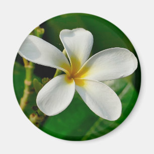 Aimant Toile Frangipani blanche pour ordinateur portable