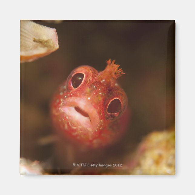 Aimant Tokyo, Japon 2 (Devant)