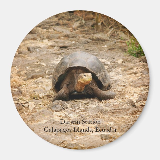 Aimant Tortoise des Galapagos (Devant)