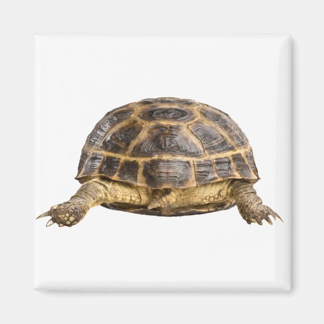 Aimant Tortue (Devant)