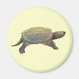Aimant Tortue commune - Chelydra serpentina