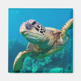 Aimant Tortue de mer verte nageant au-dessus du récif