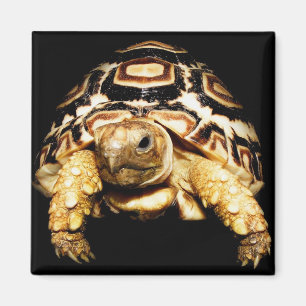 Aimant Tortue léopard