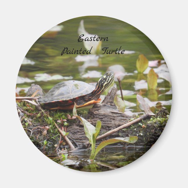 Aimant Tortue peinte de l'Est (Devant)