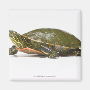 Aimant Tortue peinte occidentale (Chrysemys picta bellii)