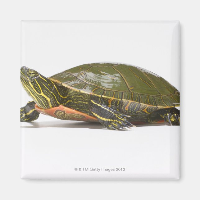 Aimant Tortue peinte occidentale (Chrysemys picta bellii) (Devant)