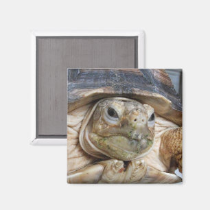Aimant Tortue purée africaine, Sulcata, Face Gros plan