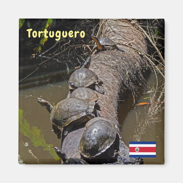 Aimant Tortues au Parc national de Tortuguero - Costa Ric (Devant)