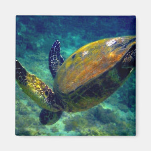 Aimant Tortues de mer hawaïennes