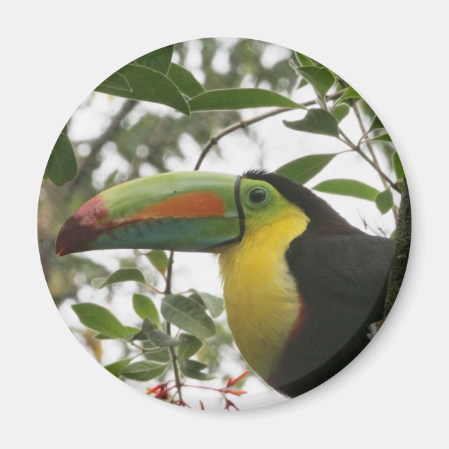 Aimant Toucan dans la jungle (Devant)
