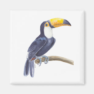 Aimant Toucan, oiseau tropical