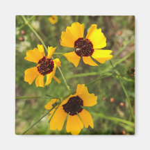 Tournesol