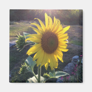 Aimant Tournesol au coucher du soleil —