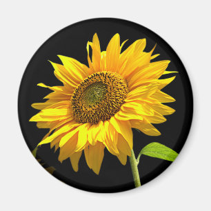 Aimant Tournesol lumineux sur l'arrière - plan noir