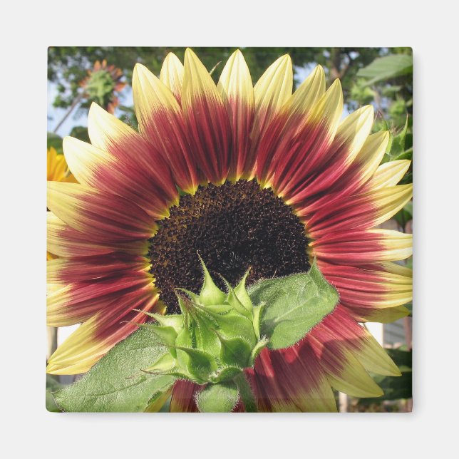 Aimant Tournesol Razzmatazz (Devant)