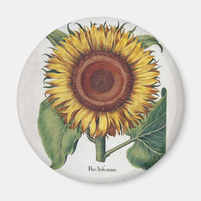 Aimant Tournesol Vintage Damas Fleur Art (Devant)