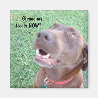 Aimant Traite maintenant l'aimant