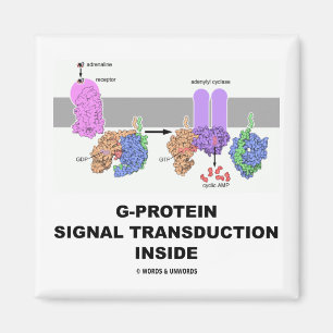 Aimant Transduction du signal de la protéine G à l'intéri