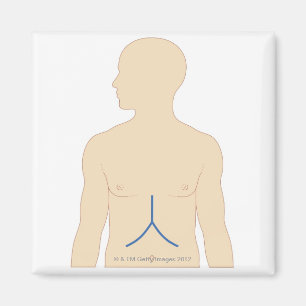 Aimant Transplantation du foie