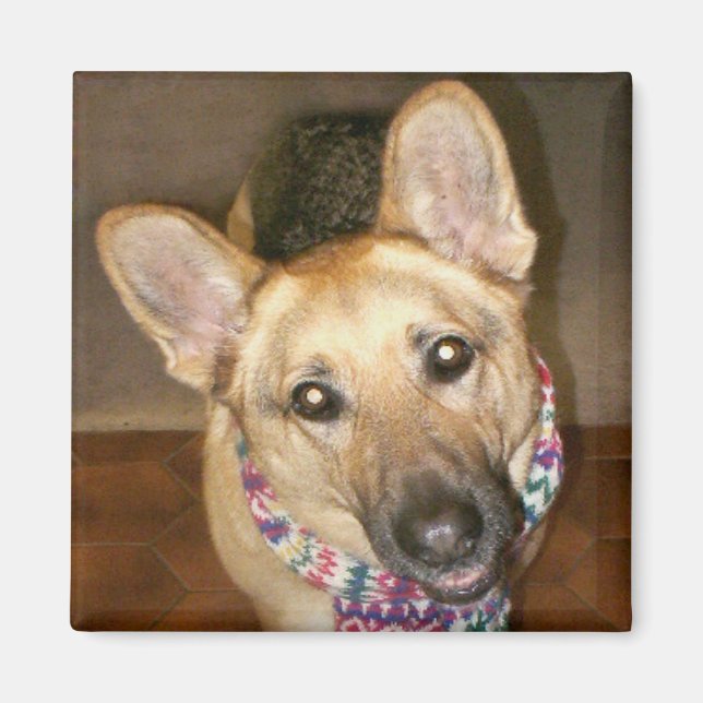 Aimant Très adorable Berger Allemand Chien Noir & Tan (Devant)
