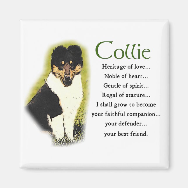 Aimant Tri Color Rough Collie Toxits (Devant)
