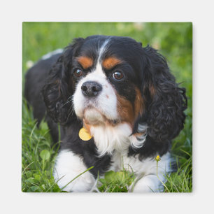 Aimant Tri Couleur Cavalier King Charles Spaniel Chien