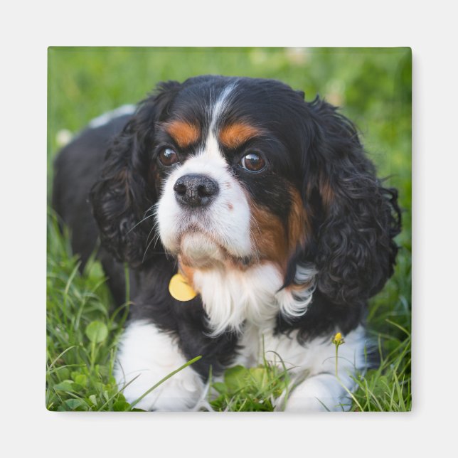 Aimant Tri Couleur Cavalier King Charles Spaniel Chien (Devant)