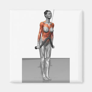 Aimant Triceps Push Downs