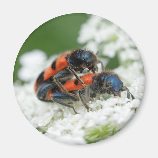 Aimant Trichodes apiarius (Devant)
