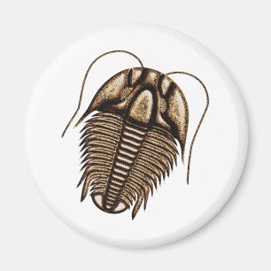 Aimant Trilobite Réfrigérateur magnétique