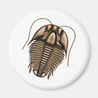 Aimant Trilobite Réfrigérateur magnétique