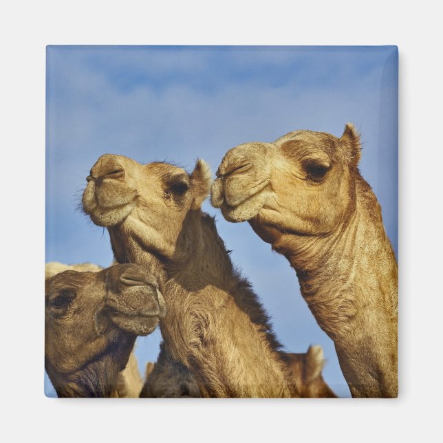 Aimant Trio de chameaux, marché aux chameaux, Le Caire, E (Devant)