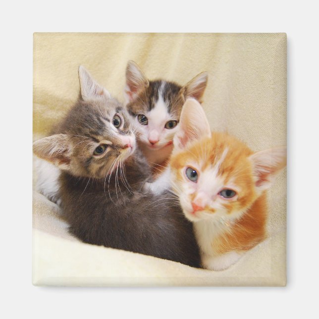 Aimant trio Kitten (Devant)