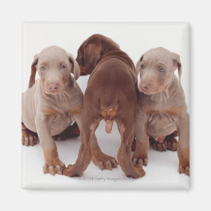 Aimant Trois chiots de pinscher de dobermann