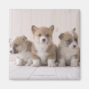 Aimant Trois corgis de Gallois