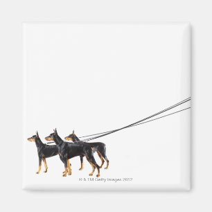 Aimant Trois Dobermans en laisse